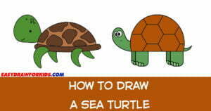 How to draw a sea turtle