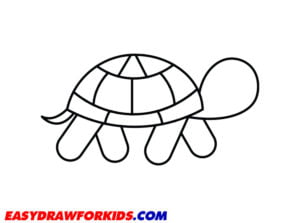 How To Draw A Turtle – 6 Ways (With Pictures)