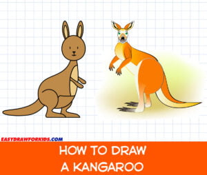 how to draw a kangaroo