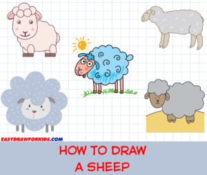how to draw a sheep