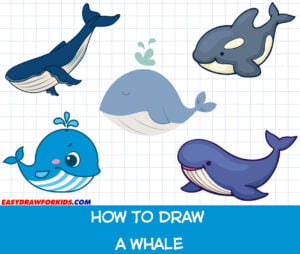 how to draw a whale