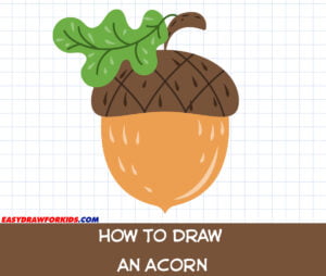 how to draw an acorn