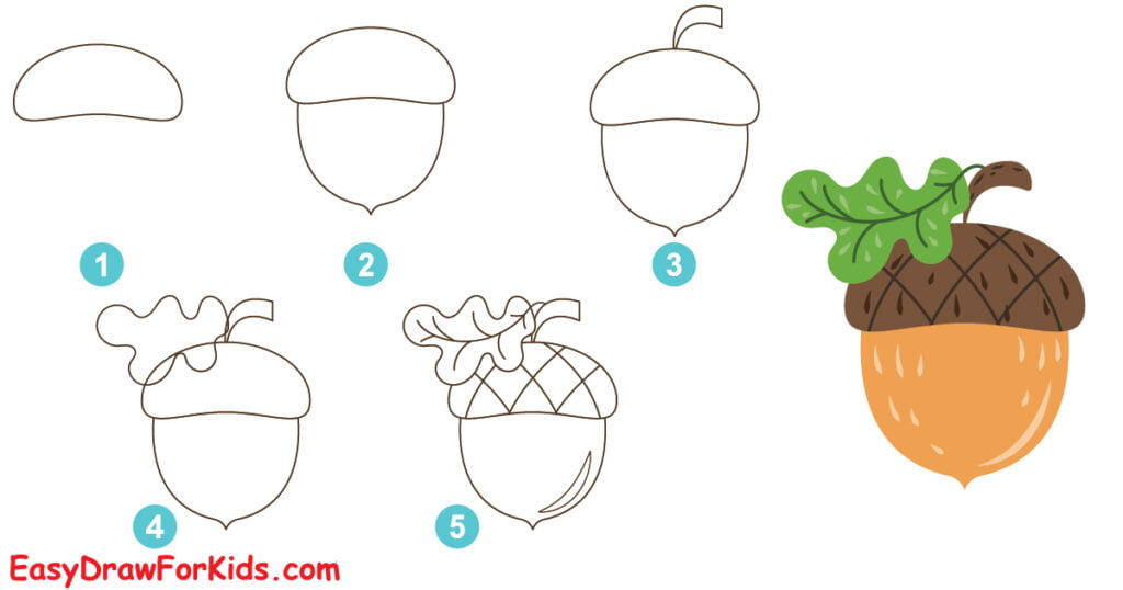 Acorn Drawing: (4 Easy Steps)! - The Graphics Fairy