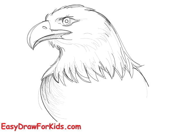 How To Draw An Eagle - 4 Ways (With Pictures)