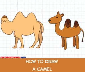 how to draw a camel