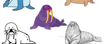 How To Draw A Walrus – 9 Ways (With Pictures)