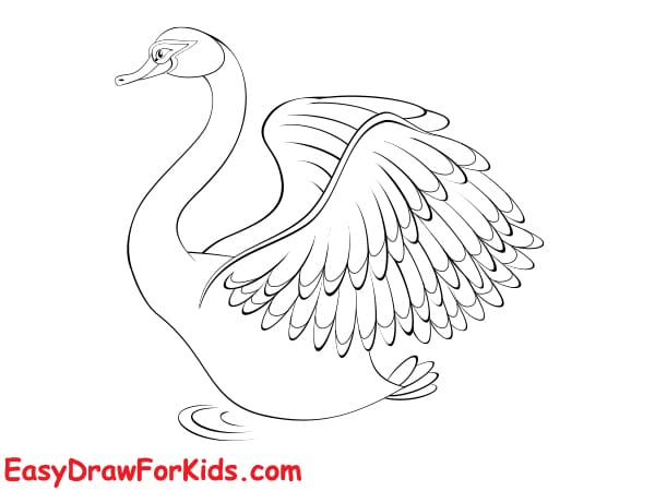 beautiful swan drawing step 5