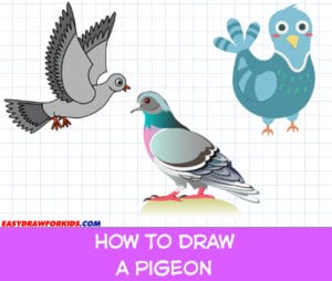how to draw a pigeon