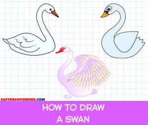 how to draw a swan