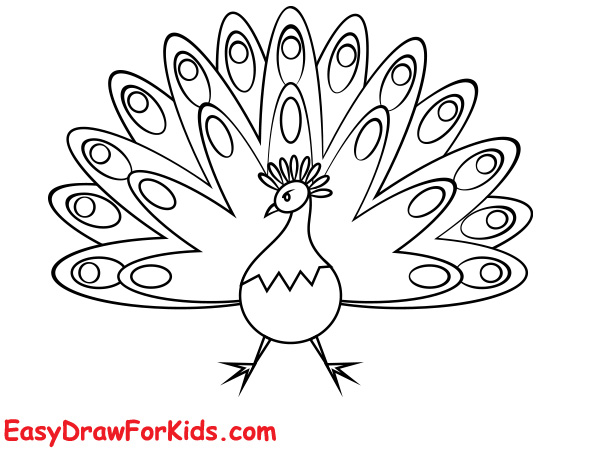 Beautiful peacock drawing step 5