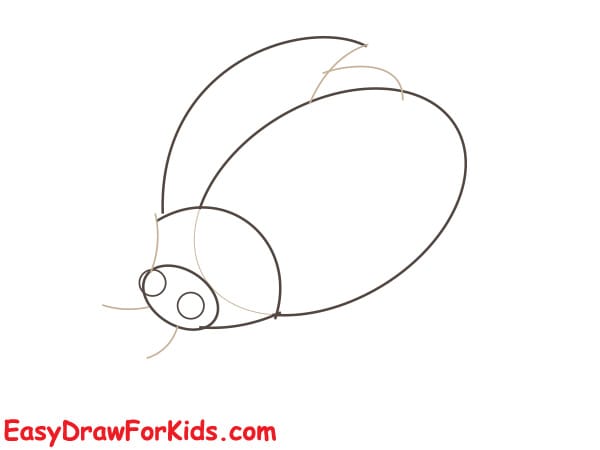 How To Draw A Realistic Ladybug Step 2
