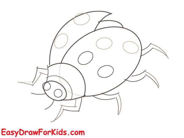 How To Draw A Realistic Ladybug Step 3