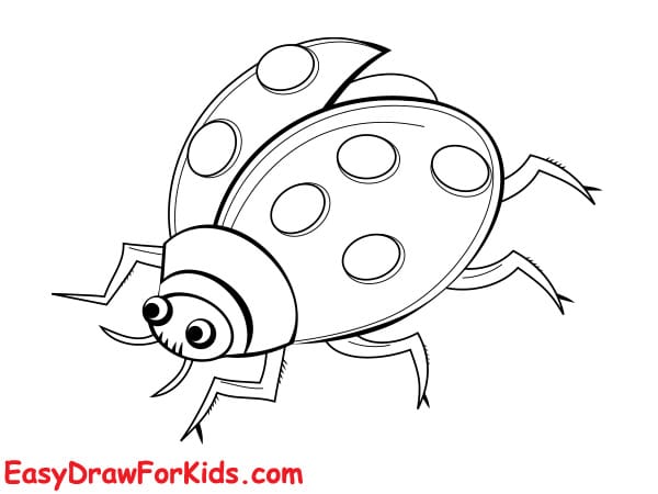 How To Draw A Realistic Ladybug Step 4