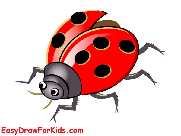 How To Draw A Realistic Ladybug Step 5