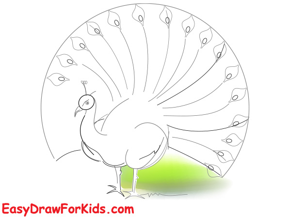 How to draw a peacock realistic step 3