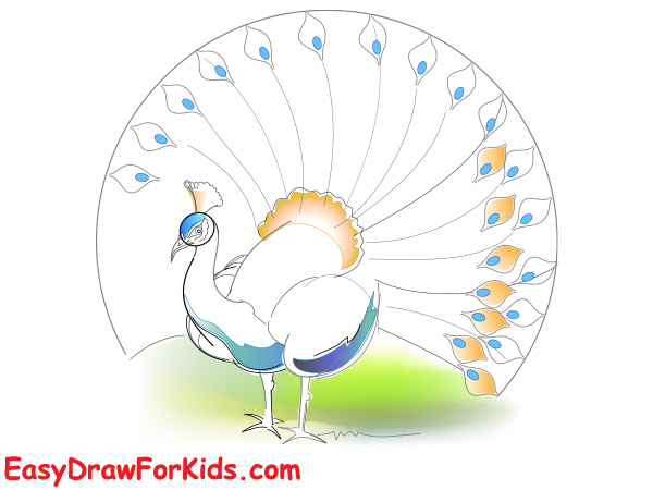 How to draw a peacock realistic step 4