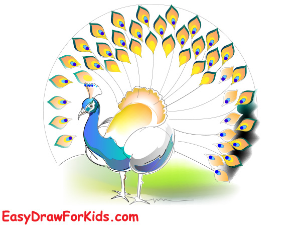 How to draw a peacock realistic step 5