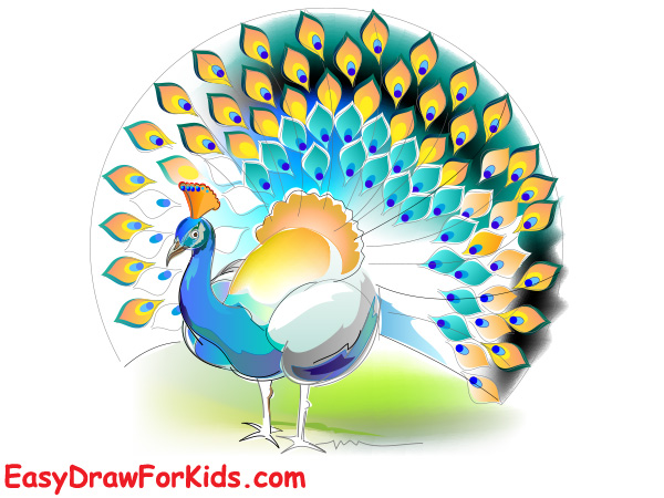 How to draw a peacock realistic step 6