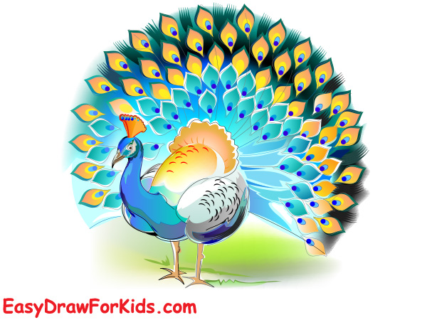 How to draw a peacock realistic step 7