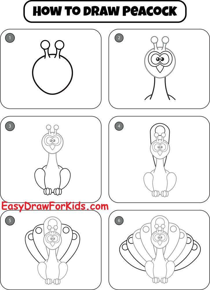 Peacock Drawing for Beginners