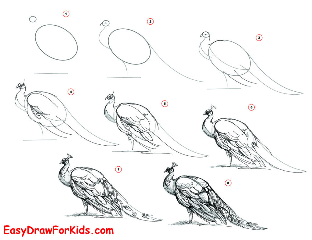 Peacock drawing easy and beautiful
