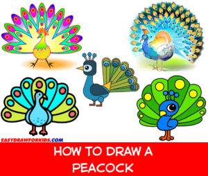 how to draw a peacock