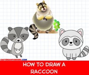 how to draw a raccoon
