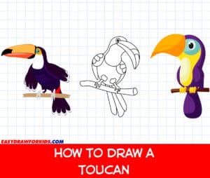 how to draw a toucan
