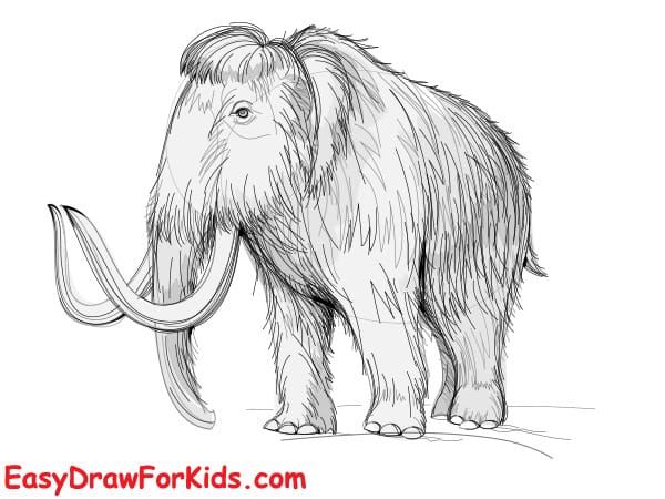 realistic mammoth drawing step 6