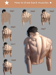 how to draw back muscles